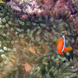 Anemonefish in Anemone