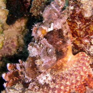 Scorpionfish