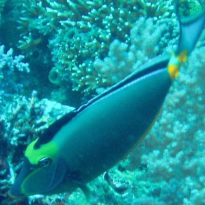 Orangespine Unicornfish