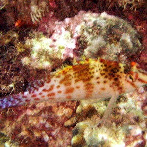 Hawkfish