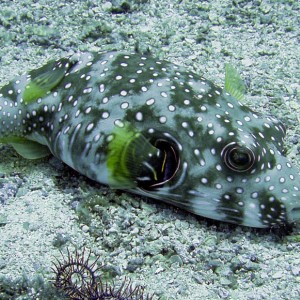 Whitespotted Stripedbelly Puffer