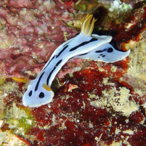 Nudibranch