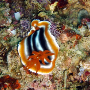 Nudibranch