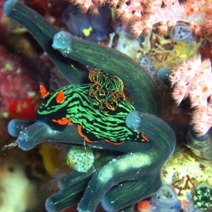 "Devil's Nudibranch"