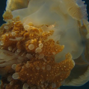 Tiny Crab in Jellyfish