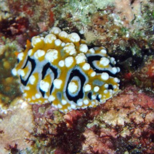 Nudibranch