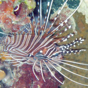 Raggedfinned Firefish