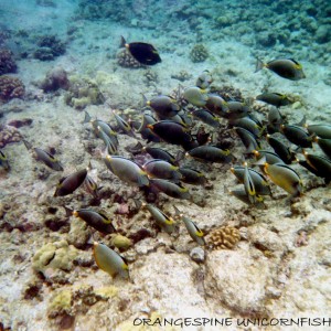 Orange-spine Unicornfish cluster