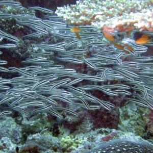 Striped Catfish Eels