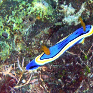 Nudibranch