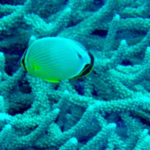 Butterflyfish