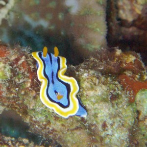 Nudibranch