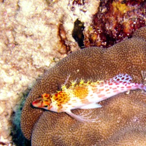 Dwarf Hawkfish