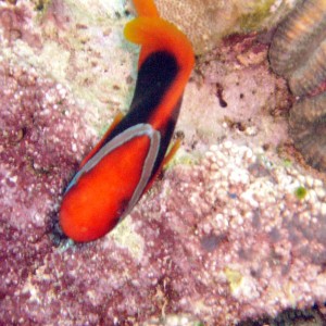 Tomato Anemonefish