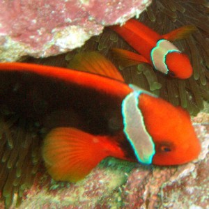 Tomato Anemonefish