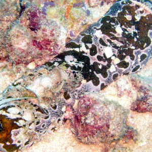 Sea Cucumber