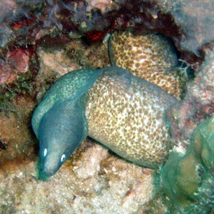 White Eyed Moray Eel