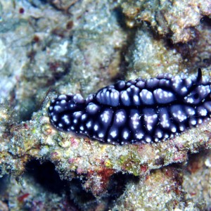 Nudibranch