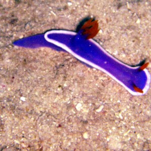 Nudibranch