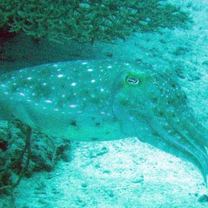 Cuttlefish