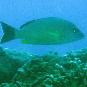 Blacktail Snapper