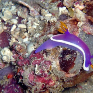 Nudibranch