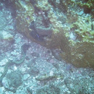 Stetson Bank Texas Flower Gradens Gulf of Mexic0 8/05