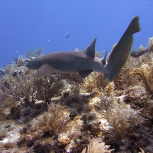 Nurse Shark on French Reef