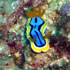 Nudibranch