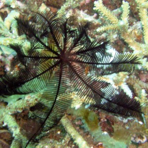 Feather Star