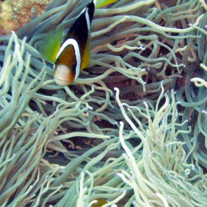 Clark's Anemonefish