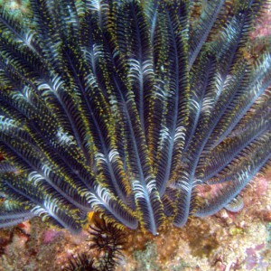 Feather Star