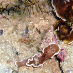 Nudibranch