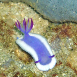 Nudibranch