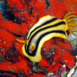 Nudibranch