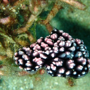 Nudibranch