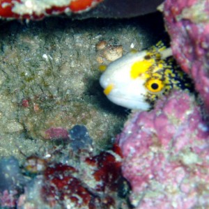 Clouded Moray Eel