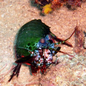 Mantis Shrimp