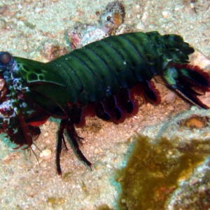 Mantis Shrimp