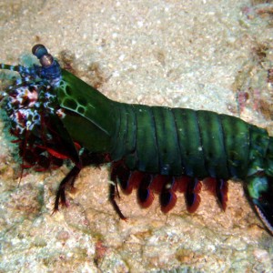 Mantis Shrimp