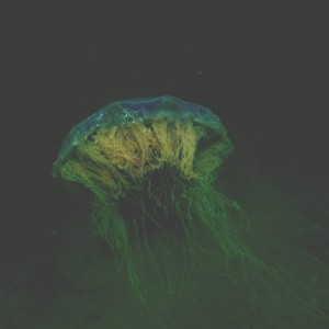 Lions Mane Jellyfish