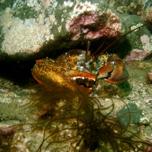 Another Lobster