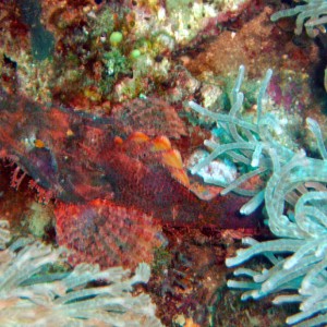 Tassled Scorpionfish