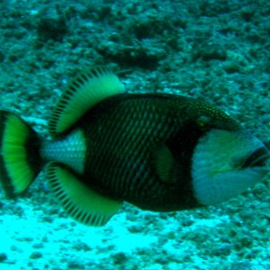 Titan Triggerfish