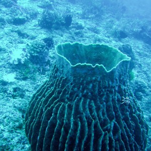 Barrel Sponge