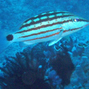 Checkered Snapper