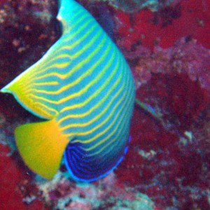 Emperor Angelfish