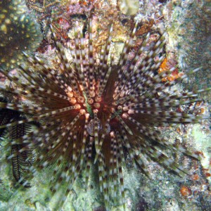 Sea Urchin