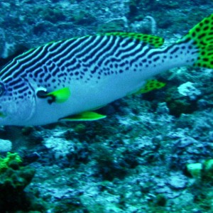 Diagonal Banded Sweetlips