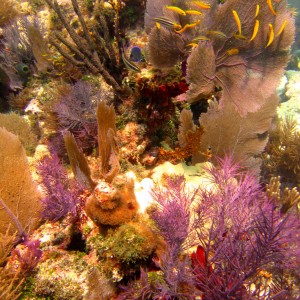 CoralScape N. DryRocks